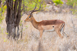 Impala (Aepyceros melampus), side view of an adult male standing under a tree, Mpumalanga, South Africa Impala (Aepyceros melampus), side view of an adult male standing under a tree, Mpumalanga, South Africa